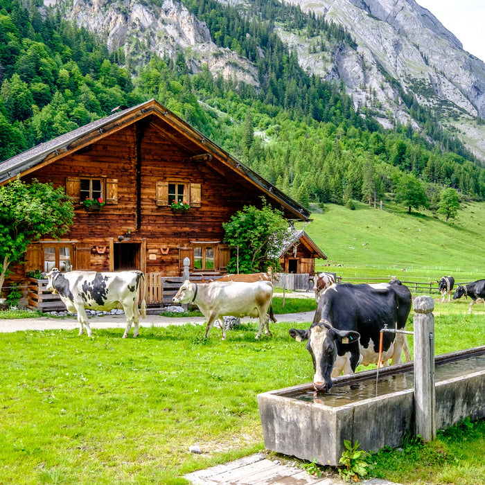 Kühe vor Blochhütte auf Albenweide, Glasbild Quadratisch