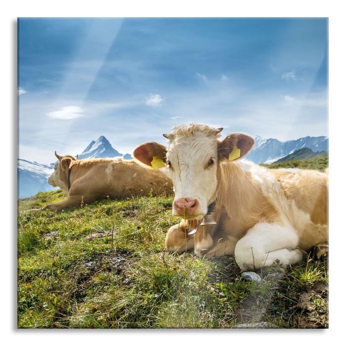 Pixxprint Simmentaler Kühe vor Schweizer Alpen, Glasbild Quadratisch