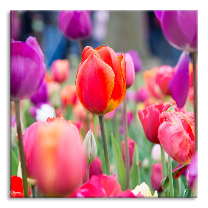 Pixxprint Bunte holländische Tulpen Nahaufnahme, Glasbild Quadratisch