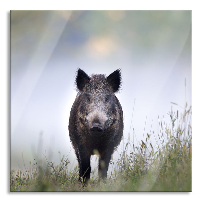 Pixxprint Wildschweinauf einer Wiese im Nebel, Glasbild Quadratisch