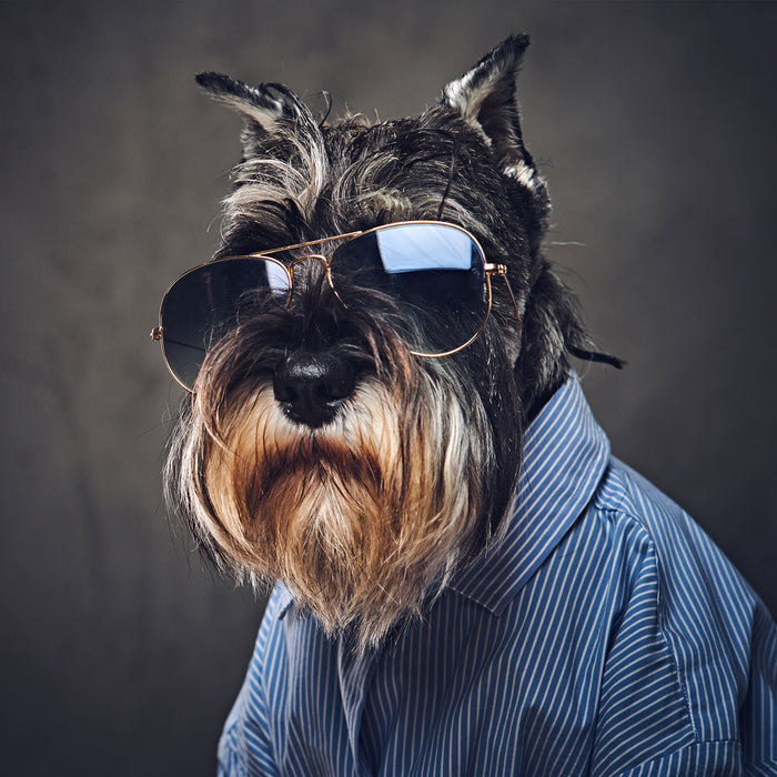 Lustiger Hund mit Hemd und Sonnenbrille, Glasbild Quadratisch