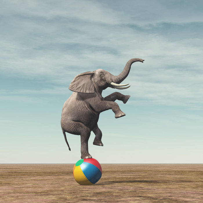 Elefant in der Wüste balanciert auf Ball, Glasbild Quadratisch