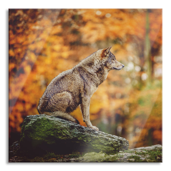 Pixxprint Wolf sitzt auf einem Stein im Herbstwald, Glasbild Quadratisch