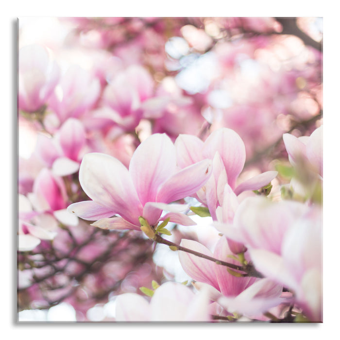 Pixxprint Nahaufnahme blühender Magnolienbaum, Glasbild Quadratisch