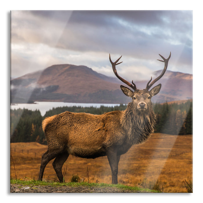 Pixxprint Hirsch in atemberaubender Landschaft, Glasbild Quadratisch