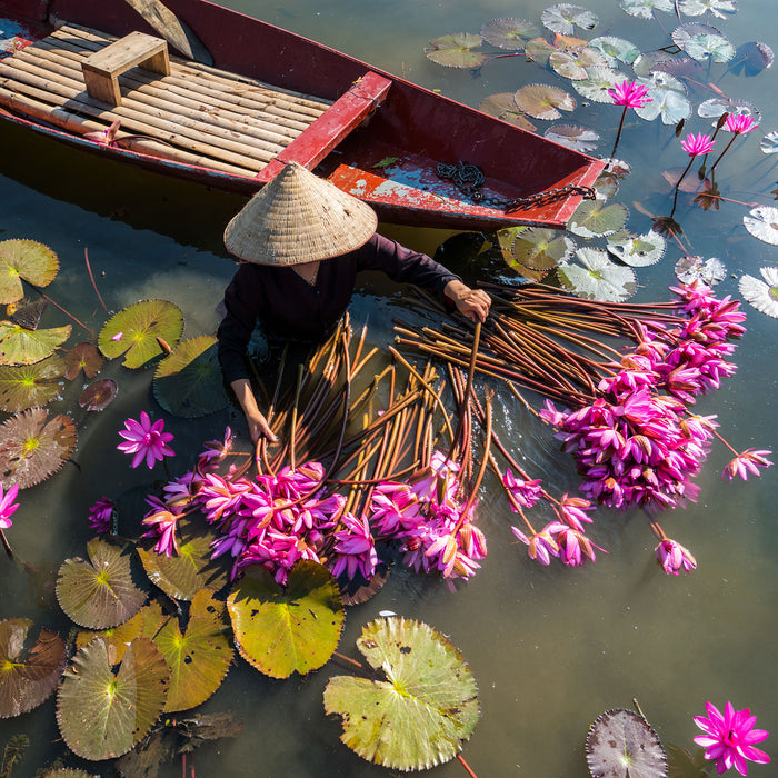 Wasserlilienernte mit Boot in Vietnam, Glasbild Quadratisch