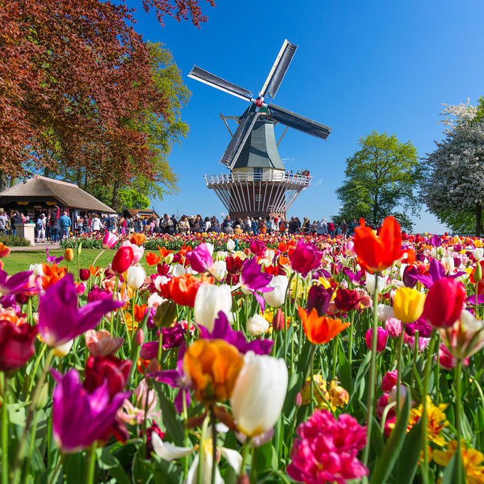 Holländisches Tulpenmeer vor Windmühle, Glasbild Quadratisch