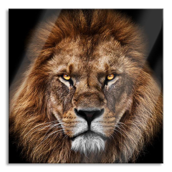 Pixxprint Mächtiger Löwe mit gelben Augen, Glasbild Quadratisch