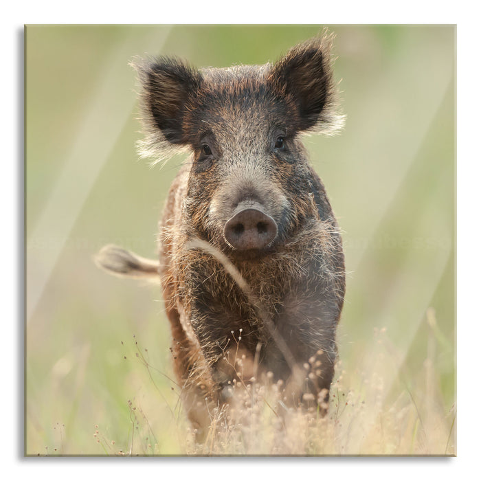 Pixxprint Neugieriges Wildschwein auf einem Feld, Glasbild Quadratisch