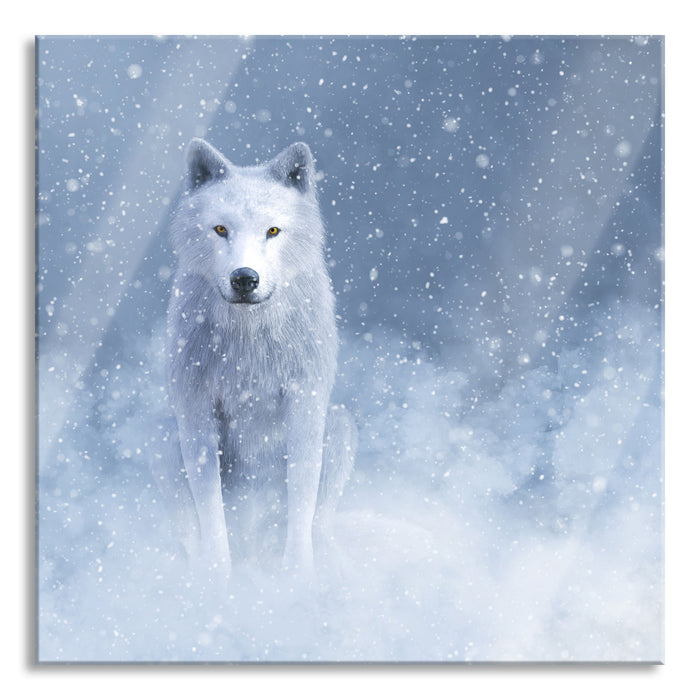 Pixxprint Majestätischer weißer Wolf im Schnee, Glasbild Quadratisch