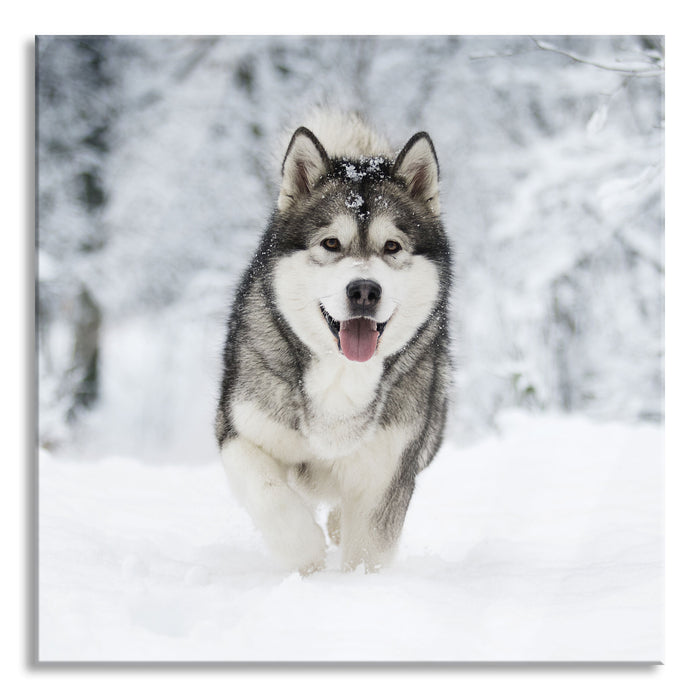 Pixxprint Sibirischer Husky im Winterwald, Glasbild Quadratisch