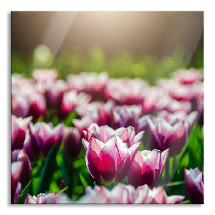 Nahaufnahme zweifarbige Tulpen, Glasbild Quadratisch