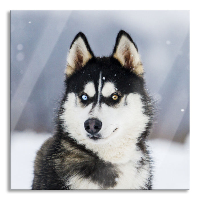 Pixxprint Husky mit unterschiedlichen Augenfarben, Glasbild Quadratisch