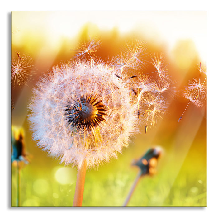 Pixxprint Nahaufnahme Pusteblume Sonnenuntergang, Glasbild Quadratisch