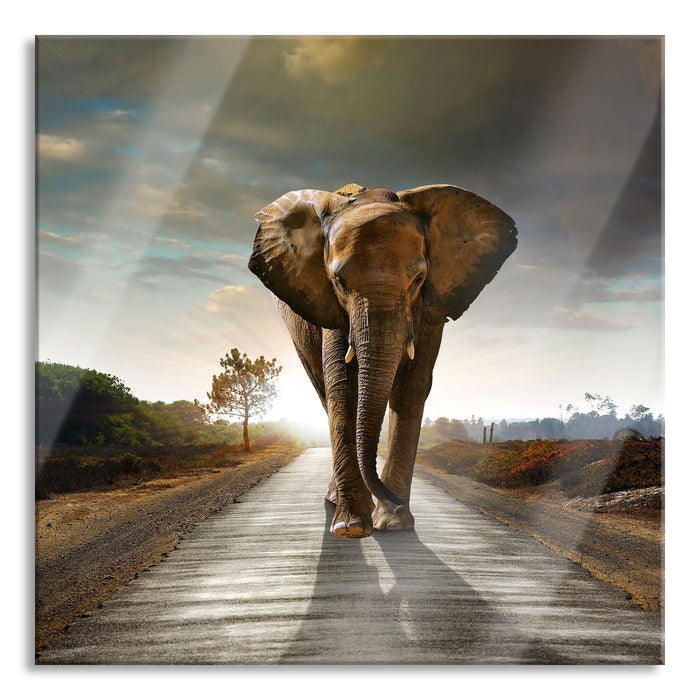 Pixxprint Elefant frontal auf Straße laufend, Glasbild Quadratisch