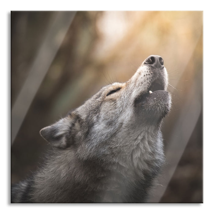 Pixxprint Heulender Wolf Nahaufnahme, Glasbild Quadratisch