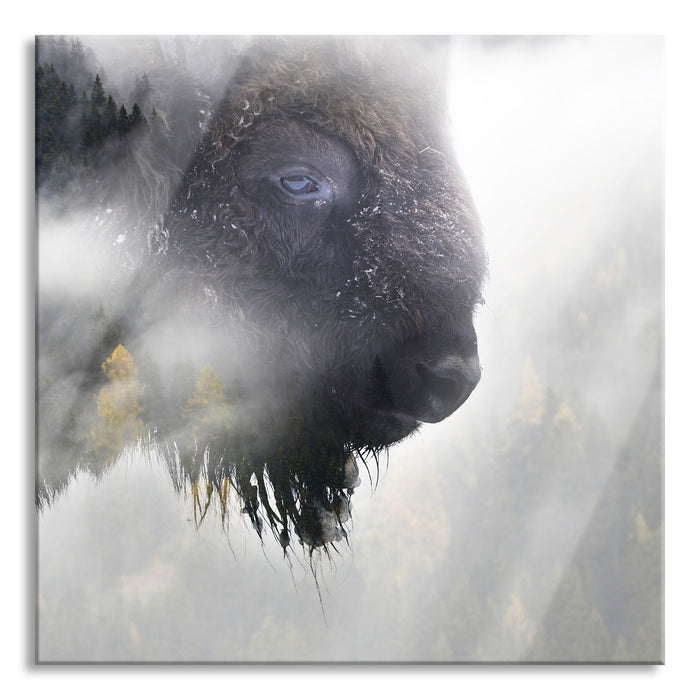 Wildes Bison in nebeligem Wald, Glasbild Quadratisch