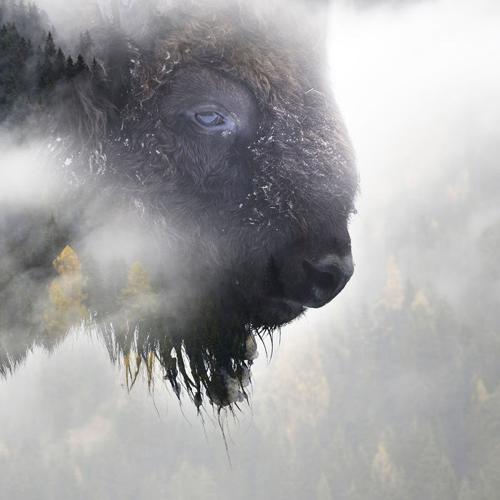 Wildes Bison in nebeligem Wald, Glasbild Quadratisch