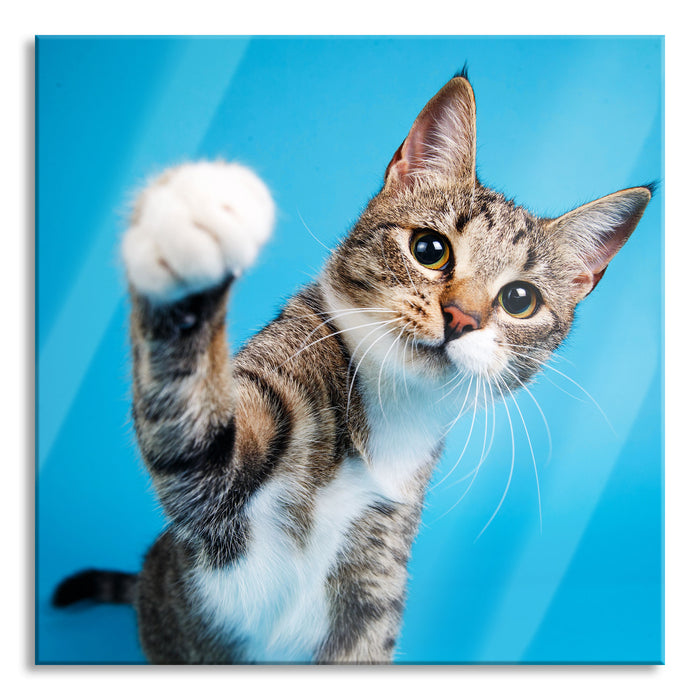 Pixxprint Neugierige Katze vor blauem Hintergrund, Glasbild Quadratisch