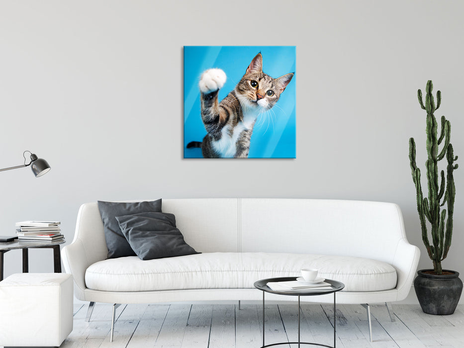 Neugierige Katze vor blauem Hintergrund, Glasbild Quadratisch