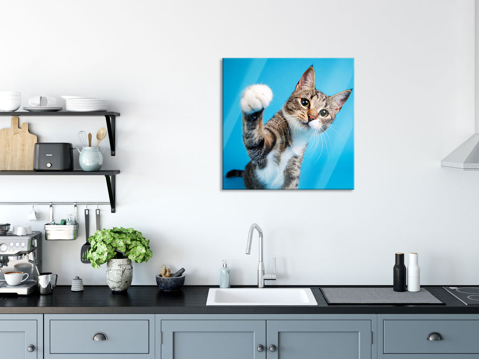 Neugierige Katze vor blauem Hintergrund, Glasbild Quadratisch