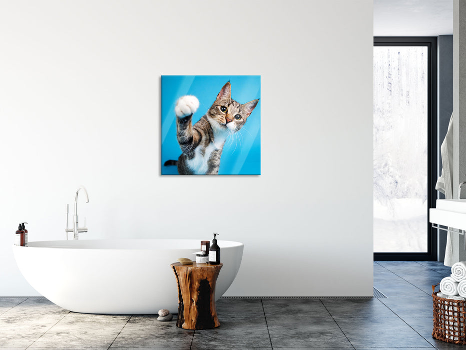 Neugierige Katze vor blauem Hintergrund, Glasbild Quadratisch