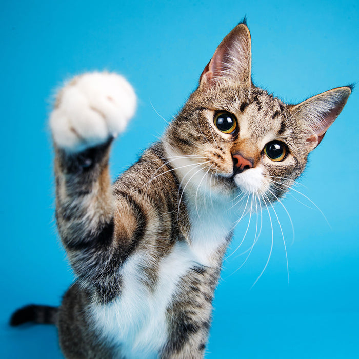 Neugierige Katze vor blauem Hintergrund, Glasbild Quadratisch