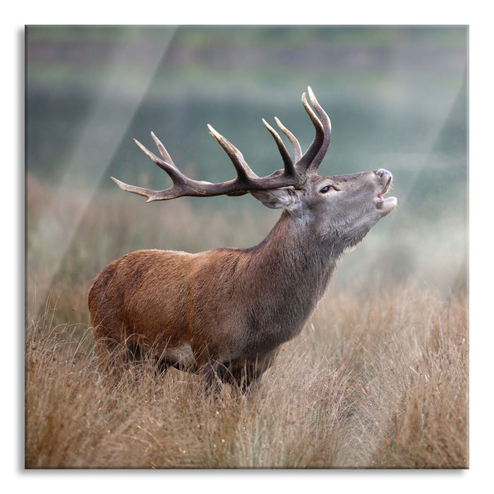 Pixxprint Röhrender Hirsch im Feld, Glasbild Quadratisch