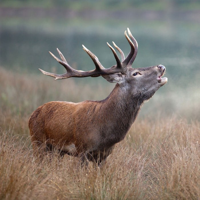 Röhrender Hirsch im Feld, Glasbild Quadratisch