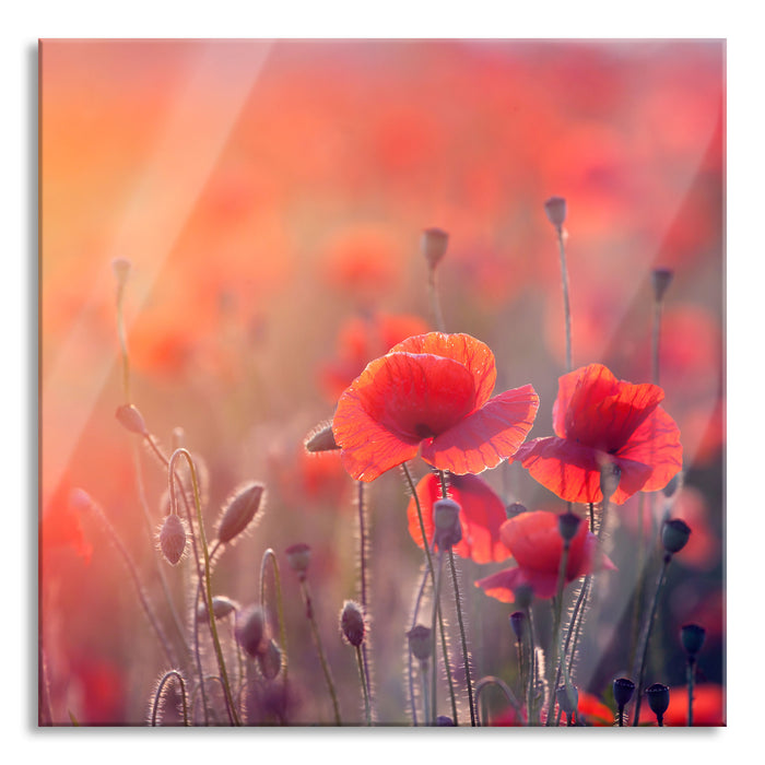 Pixxprint Mohnblumenfeld, Glasbild Quadratisch