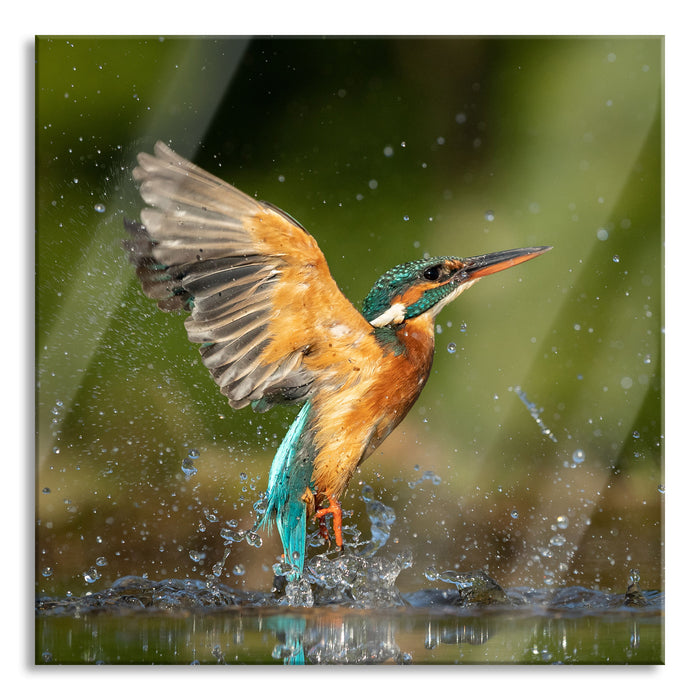 Eisvogel auf der Jagd nach Fischen, Glasbild Quadratisch