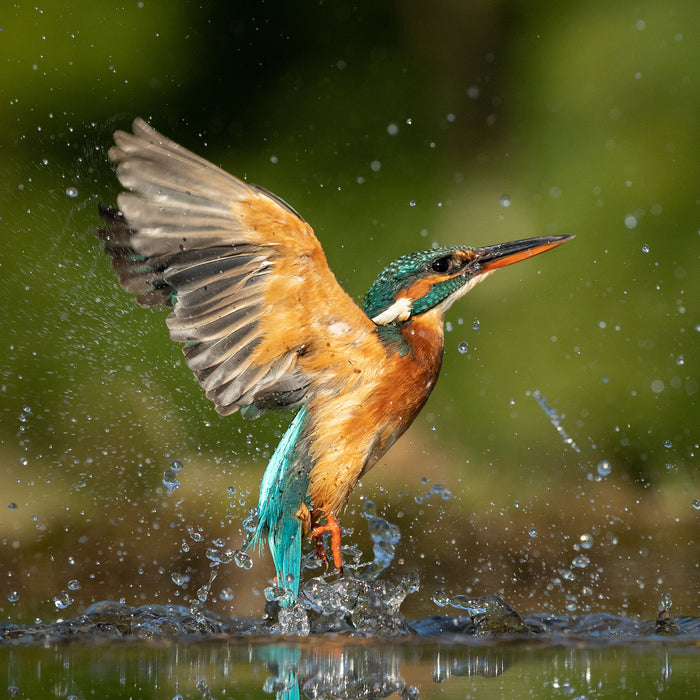 Eisvogel auf der Jagd nach Fischen, Glasbild Quadratisch