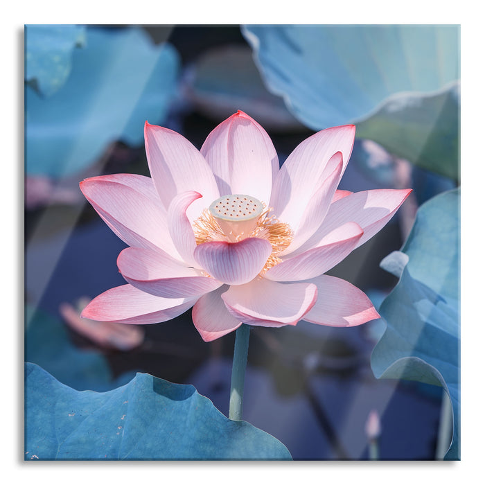 Rosa blühender Lotus Nahaufnahme, Glasbild Quadratisch