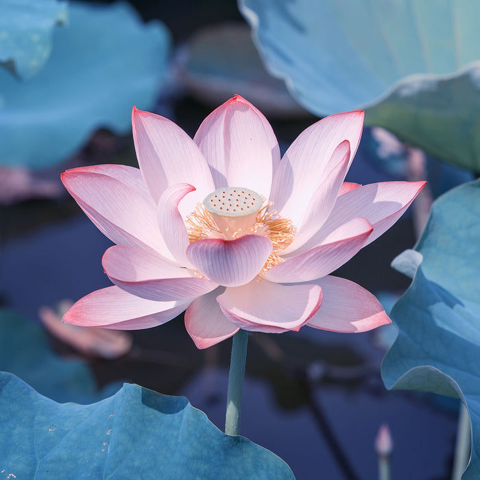 Rosa blühender Lotus Nahaufnahme, Glasbild Quadratisch