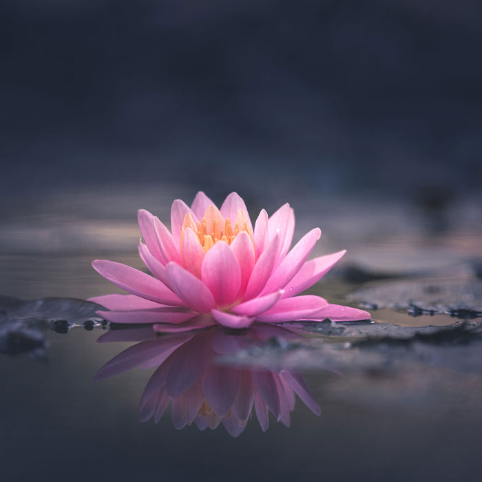 Leuchtende Lotusblüte auf grauer Pfütze, Glasbild Quadratisch