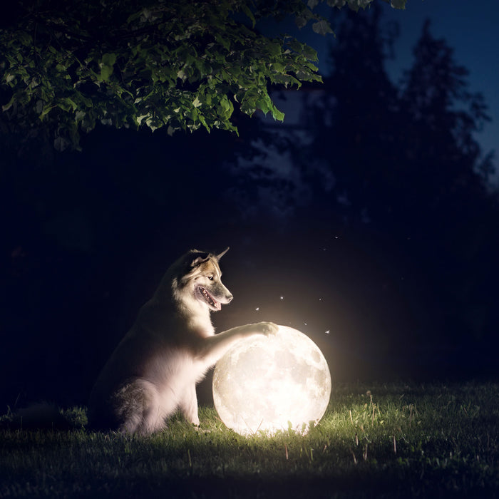 Hund mit leuchtendem Mond bei Nacht, Glasbild Quadratisch