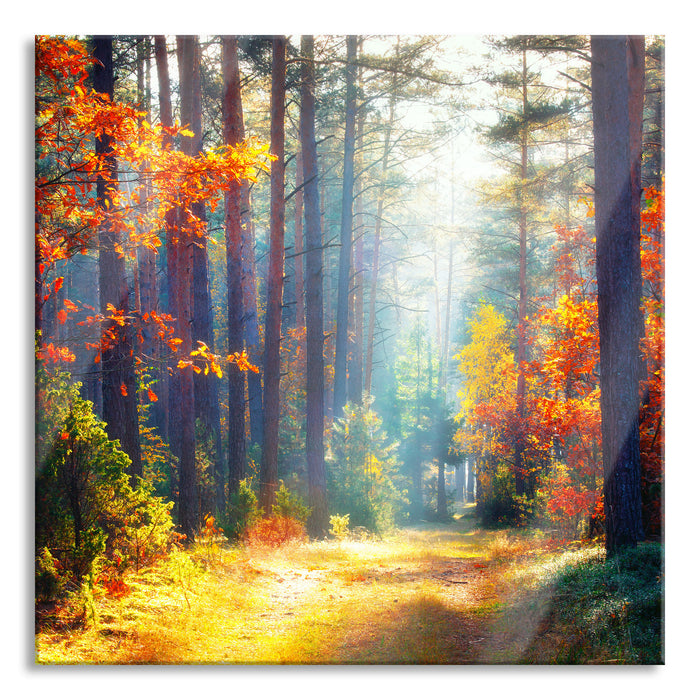 Pixxprint Sonnige Lichtung im Herbstwald, Glasbild Quadratisch