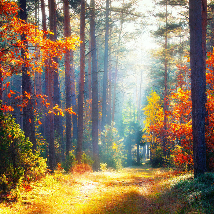 Sonnige Lichtung im Herbstwald, Glasbild Quadratisch