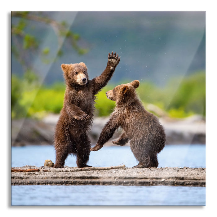 Junge Braunbären spielen am Fluss, Glasbild Quadratisch