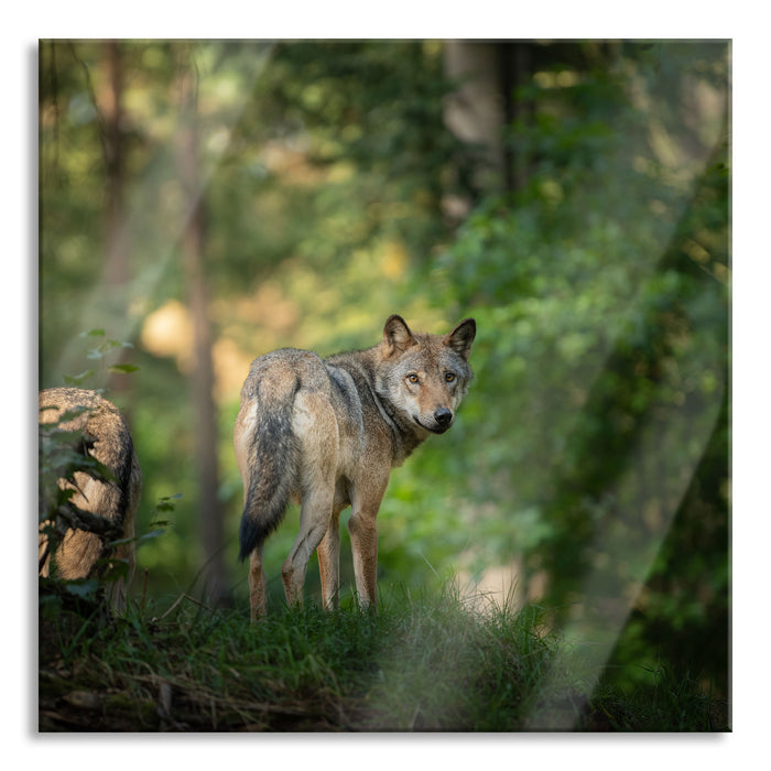 Pixxprint Ängstlicher Wolf im Wald, Glasbild Quadratisch