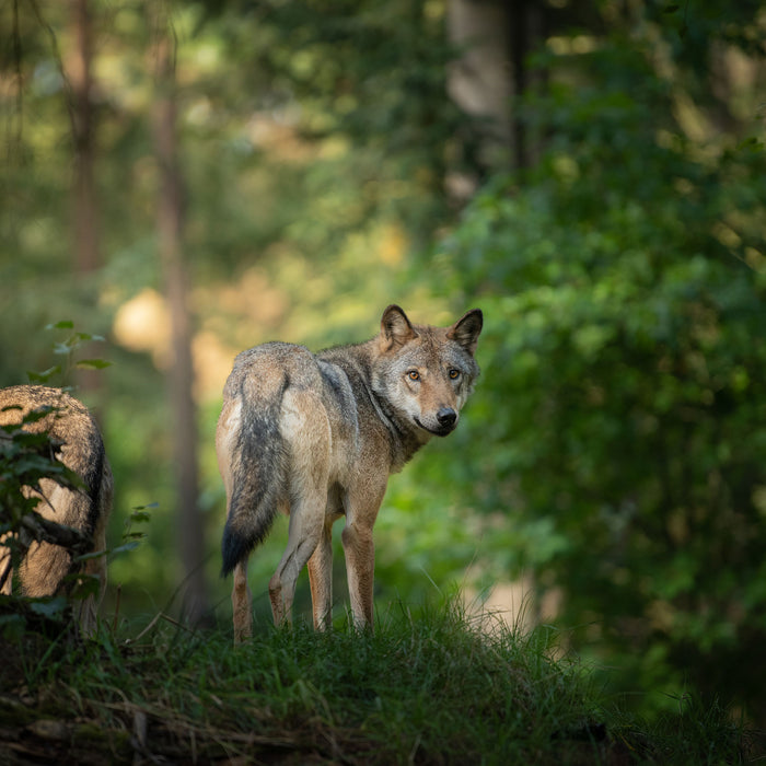 Ängstlicher Wolf im Wald, Glasbild Quadratisch