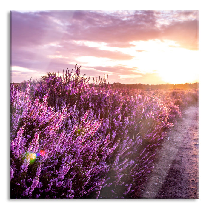 Lavendellandschaft bei Sonnenuntergang, Glasbild Quadratisch