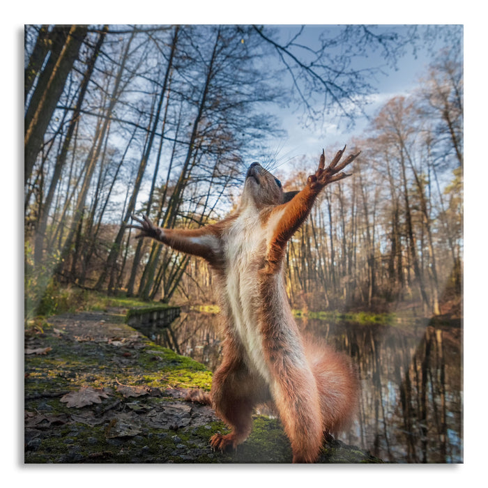 Lustiges Eichhörnchen steht im Wald, Glasbild Quadratisch