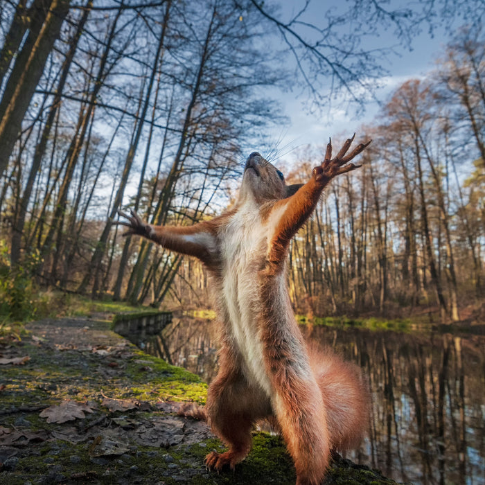 Lustiges Eichhörnchen steht im Wald, Glasbild Quadratisch