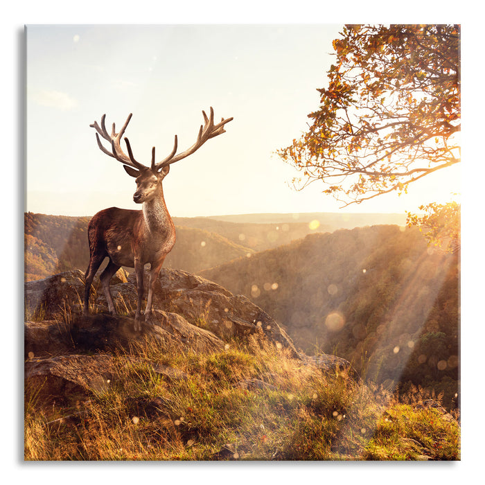 Anmutiger Hirsch bei Sonnenuntergang, Glasbild Quadratisch