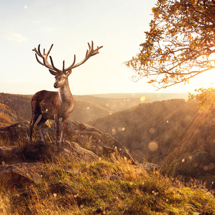 Anmutiger Hirsch bei Sonnenuntergang, Glasbild Quadratisch