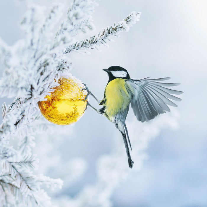 Kohlmeise an goldener Kugel in Winterwald, Glasbild Quadratisch