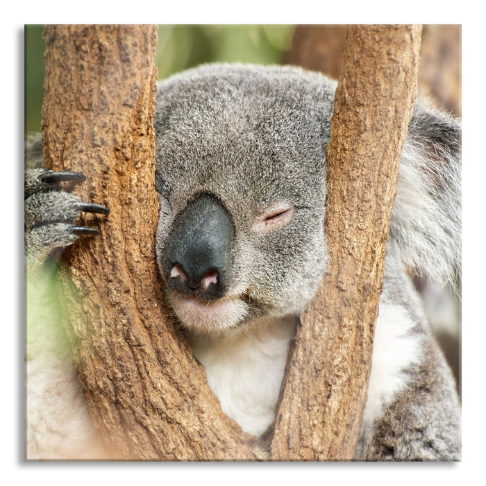 Pixxprint Koala schläft mit Kopf in Astgabel, Glasbild Quadratisch