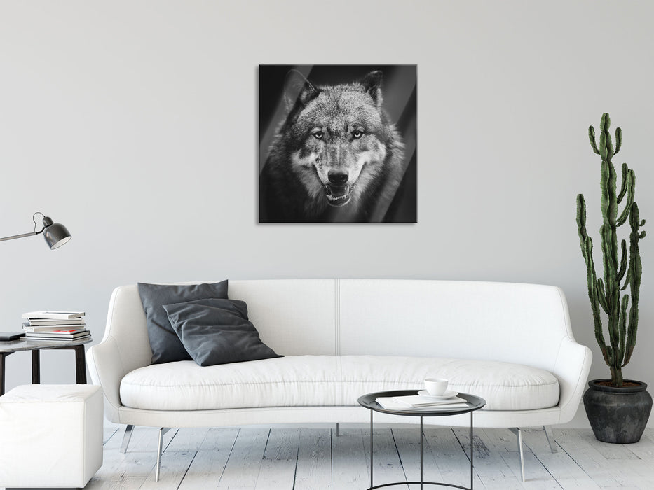 Nahaufnahme Wolf mit offener Schnauze, Glasbild Quadratisch