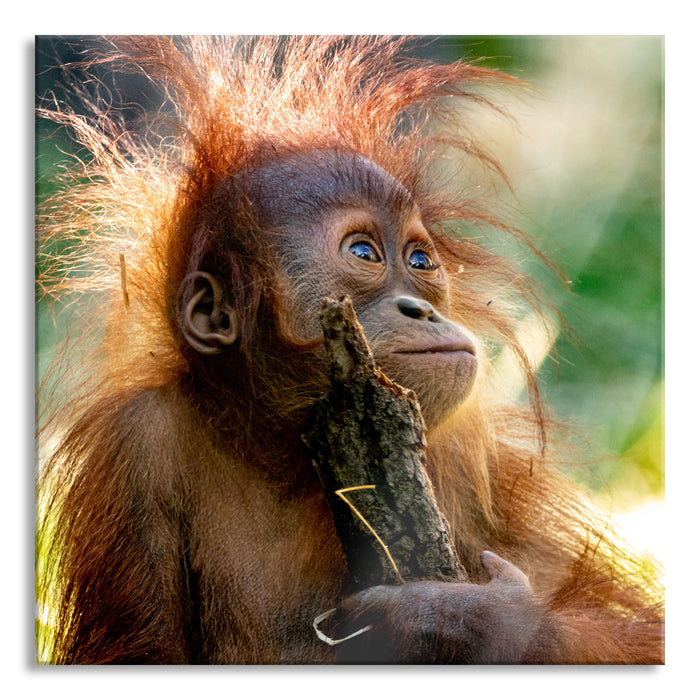 Pixxprint Orang-Utan Baby spielt mit Stock, Glasbild Quadratisch